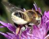 Megachile lagopoda